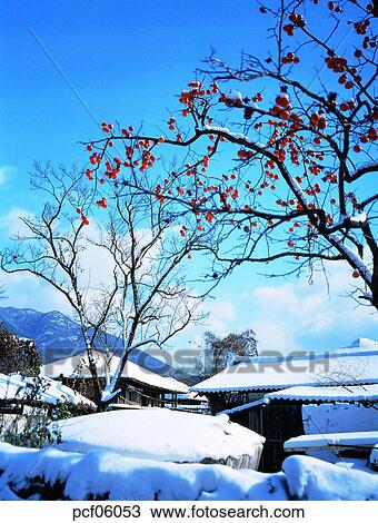 Stock Image - persimmon, winter, winter scenery, winter scene, winter view, season, cloud. Fotosearch