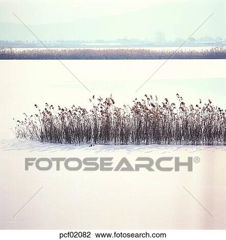 Stock Image - reed, river, winter, winter scenery, winter scene, winter view, winter lake. Fotosearch