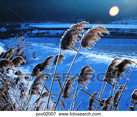 reed, winter, winter reed, winter scenery, winter scene, winter view, the suburbs View Large Photo Image Stock Photo - reed, winter, winter reed, winter scenery, winter scene, winter view, the suburbs. Fotosearch