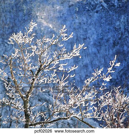 Stock Photograph - winter, winter mountain, tree, day, snow, snow flower. Fotosearch