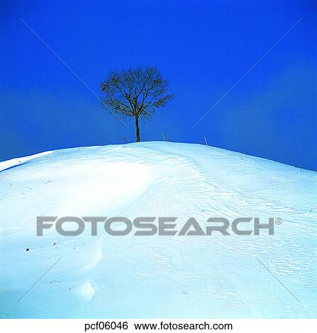 Stock Photograph - winter, winter scenery, winter scene, winter view, season, tree, day. Fotosearch