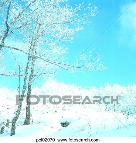 Stock Image - winter, winter tree, winter mountain, winter scenery, winter scene, winter view, season. Fotosearch