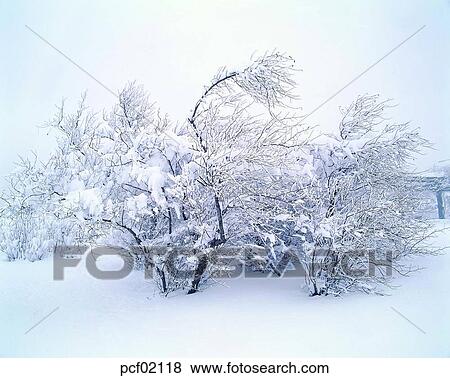 winter, winter tree, winter mountain, winter scenery, winter scene, winter view, season View Large Photo Image Stock Photo - winter, winter tree, winter mountain, winter scenery, winter scene, winter view, season. Fotosearch