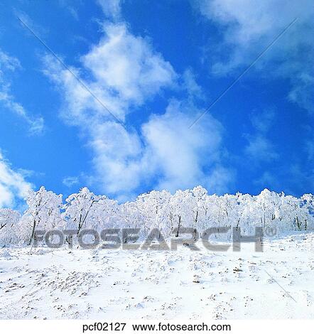 winter, winter tree, winter mountain, winter scenery, winter scene, winter view, season View Large Photo Image Stock Photo - winter, winter tree, winter mountain, winter scenery, winter scene, winter view, season. Fotosearch