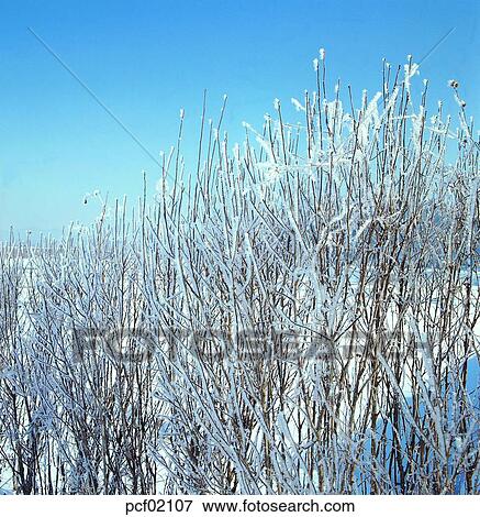branch, twig, winter, winter tree, season, the suburbs, the outskirts View Large Photo Image Stock Photo - branch, twig, winter, winter tree, season, the suburbs, the outskirts. Fotosearch