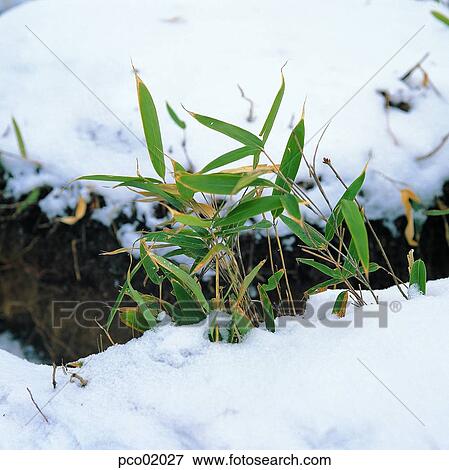 winter, the suburbs in the winter, winter scenery, winter scene, winter view, valley, gorge View Large Photo Image Stock Photo - winter, the suburbs in the winter, winter scenery, winter scene, winter view, valley, gorge. Fotosearch