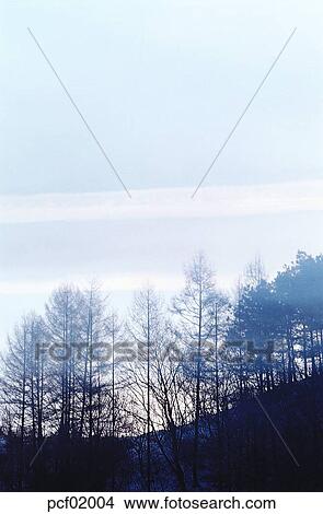 winter, winter tree, season, the suburbs, the outskirts, tree, weather View Large Photo Image Picture - winter, winter tree, season, the suburbs, the outskirts, tree, weather. Fotosearch