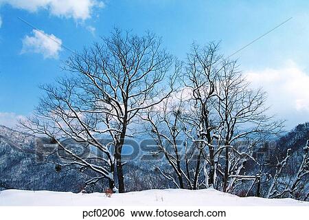 Stock Photograph - winter, winter tree, season, the suburbs, the outskirts, tree, weather. Fotosearch