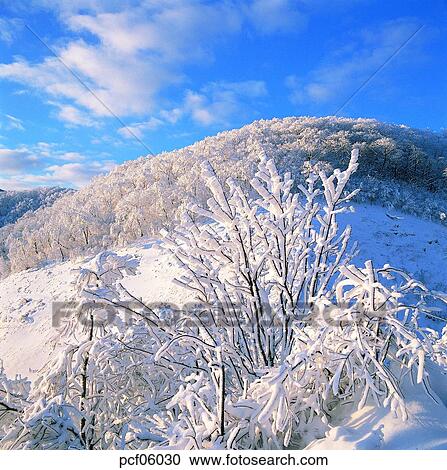 winter, winter tree, winter mountain, winter scenery, winter scene, winter view, season View Large Photo Image Stock Image - winter, winter tree, winter mountain, winter scenery, winter scene, winter view, season. Fotosearch