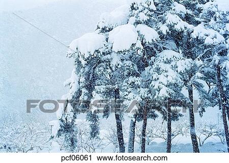 winter, winter tree, winter mountain, winter scenery, winter scene, winter view, season View Large Photo Image Stock Image - winter, winter tree, winter mountain, winter scenery, winter scene, winter view, season. Fotosearch