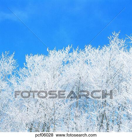 winter, winter tree, winter mountain, winter scenery, winter scene, winter view, season View Large Photo Image Stock Photo - winter, winter tree, winter mountain, winter scenery, winter scene, winter view, season. Fotosearch