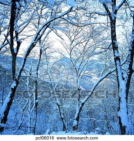 Stock Photograph - winter, winter tree, winter mountain, winter scenery, winter scene, winter view, season. Fotosearch