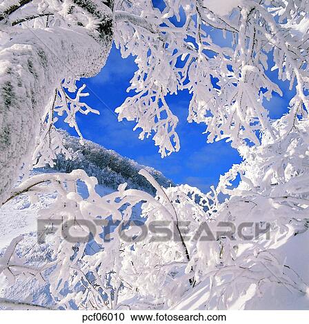 Stock Image - winter, winter tree, winter scenery, winter scene, winter view, season, the suburbs. Fotosearch