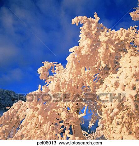 Stock Image - winter, winter tree, winter scenery, winter scene, winter view, season, the suburbs. Fotosearch
