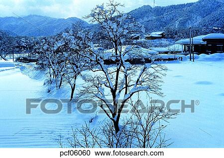 winter, winter tree, winter scenery, winter scene, winter view, season, the suburbs View Large Photo Image Stock Image - winter, winter tree, winter scenery, winter scene, winter view, season, the suburbs. Fotosearch