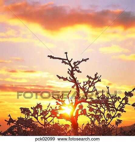 winter, winter tree, winter scenery, winter scene, winter view, season, the suburbs View Large Photo Image Stock Photo - winter, winter tree, winter scenery, winter scene, winter view, season, the suburbs. Fotosearch