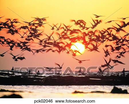 gull, fluttering act, flutter the wings, red sky, sunset, sunrise, wave View Large Photo Image Stock Photograph - gull, fluttering act, flutter the wings, red sky, sunset, sunrise, wave. Fotosearch