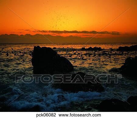 gull, herd of gulls, cloud, fluttering act, flutter the wings, red sky, sunset View Large Photo Image Stock Image - gull, herd of gulls, cloud, fluttering act, flutter the wings, red sky, sunset. Fotosearch