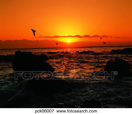 gull, herd of gulls, cloud, fluttering act, flutter the wings, red sky, sunset View Large Photo Image Stock Photo - gull, herd of gulls, cloud, fluttering act, flutter the wings, red sky, sunset. Fotosearch