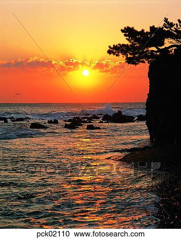 gull, scene, scenery, view, cloud, red sky, sunset View Large Photo Image Stock Image - gull, scene, scenery, view, cloud, red sky, sunset. Fotosearch