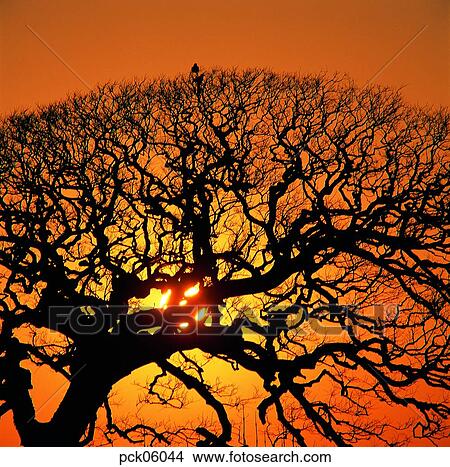 big tree, giant tree, old tree, tree, branch, red sky, sunset View Large Photo Image Picture - big tree, giant tree, old tree, tree, branch, red sky, sunset. Fotosearch