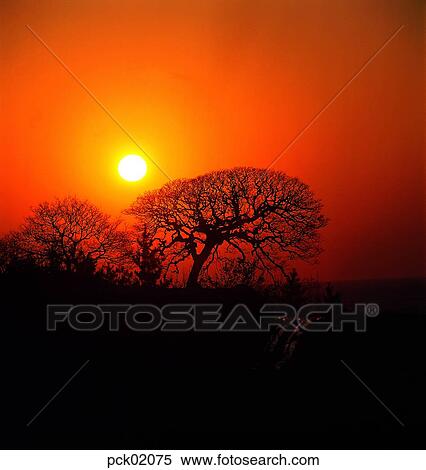 big tree, giant tree, old tree, tree, branch, red sky, sunset View Large Photo Image Stock Photography - big tree, giant tree, old tree, tree, branch, red sky, sunset. Fotosearch