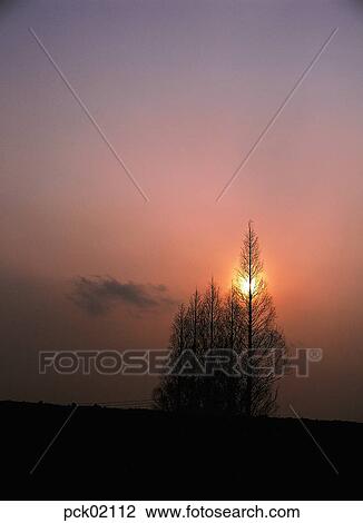 cloud, tree, branch, red sky, sunset, sunrise View Large Photo Image Stock Image - cloud, tree, branch, red sky, sunset, sunrise. Fotosearch