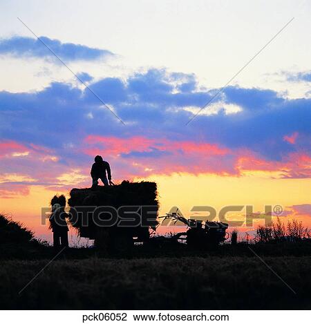 man and woman, harvest, cloud, cultivator, crop, men and women, autumn View Large Photo Image Stock Image - man and woman, harvest, cloud, cultivator, crop, men and women, autumn. Fotosearch