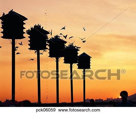 park, boy, men, male, red sky, sunset View Large Photo Image Stock Photo - park, boy, men, male, red sky, sunset. Fotosearch
