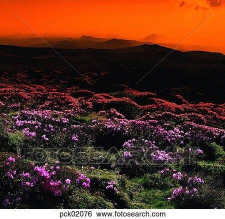 red sky, sunset, sunrise, ridgeline, outline, night, spring View Large Photo Image Stock Photograph - red sky, sunset, sunrise, ridgeline, outline, night, spring. Fotosearch