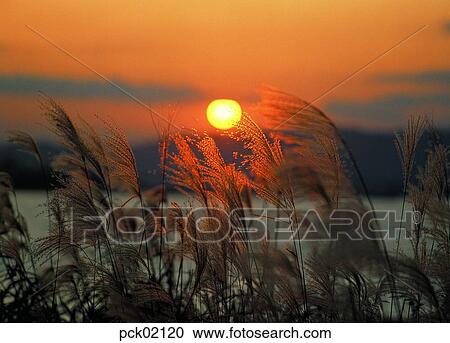 reed, field of reeds, field of reeds, riverside, red sky, sunset, sunrise View Large Photo Image Stock Image - reed, field of reeds, field of reeds, riverside, red sky, sunset, sunrise. Fotosearch