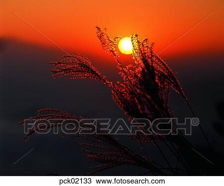 reed, field of reeds, field of reeds, reed's leaf, red sky, sunset, sunrise View Large Photo Image Stock Image - reed, field of reeds, field of reeds, reed's leaf, red sky, sunset, sunrise. Fotosearch