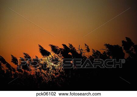 reed, field of reeds, field of reeds, red sky, sunset, sunrise, wind View Large Photo Image Stock Image - reed, field of reeds, field of reeds, red sky, sunset, sunrise, wind. Fotosearch