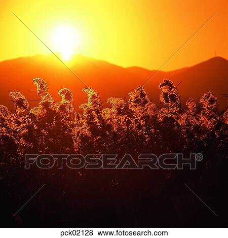 Stock Photo - reed, field of reeds, field of reeds, red sky, sunset, sunrise, wind. Fotosearch