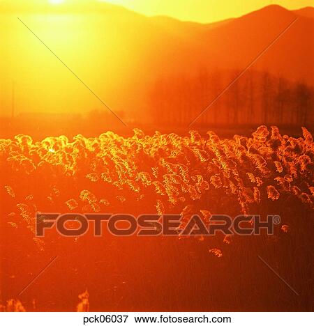 reed, field of reeds, field of reeds, tree, red sky, sunset, sunrise View Large Photo Image Stock Photo - reed, field of reeds, field of reeds, tree, red sky, sunset, sunrise. Fotosearch