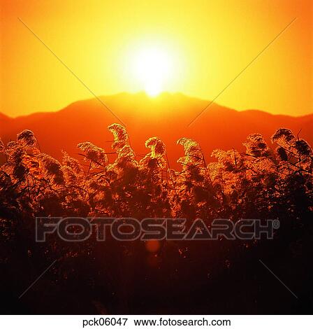 reed, field of reeds, field of reeds, red sky, sunset, sunrise View Large Photo Image Stock Photo - reed, field of reeds, field of reeds, red sky, sunset, sunrise. Fotosearch