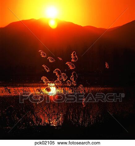 reed, field of reeds, field of reeds, riverside, red sky, sunset, sunrise View Large Photo Image Stock Photography - reed, field of reeds, field of reeds, riverside, red sky, sunset, sunrise. Fotosearch