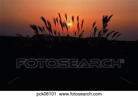 Stock Image - reed, red sky, sunset, sunrise, sunset, sundown. Fotosearch