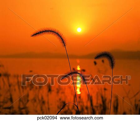 river, riverside, foxtail, riverside village, red sky, sunset, sunrise View Large Photo Image Picture - river, riverside, foxtail, riverside village, red sky, sunset, sunrise. Fotosearch