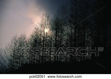 tree, branch, red sky, sunset, sunrise, night, tight View Large Photo Image Stock Image - tree, branch, red sky, sunset, sunrise, night, tight. Fotosearch