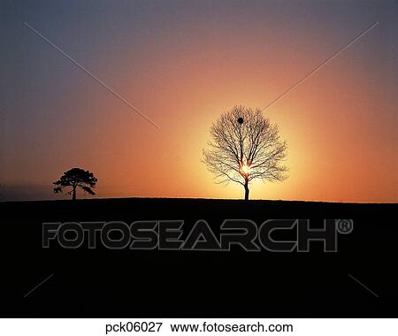 Stock Photo - tree, branch, red sky, sunset, sunrise, two trees, two stumps. Fotosearch