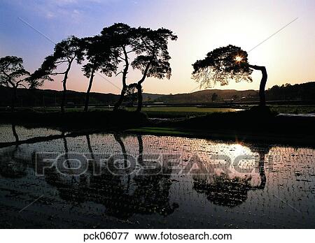 tree, rice field, farm village, rural community, agricultural district, contryside scenery, contry scnenery View Large Photo Image Stock Photo - tree, rice field, farm village, rural community, agricultural district, contryside scenery, contry scnenery. Fotosearch