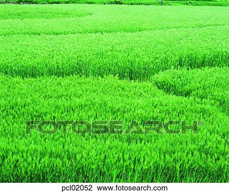 barley, landscape, country, field, crops, harvest, summer View Large Photo Image Stock Image - barley, landscape, country, field, crops, harvest, summer. Fotosearch