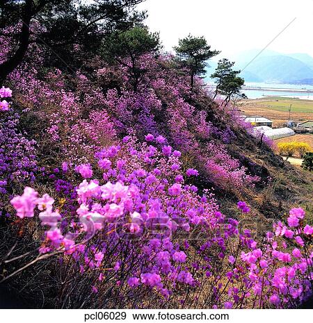 blooming, day, farm village, agricultural district, full bloom, spring, spring View Large Photo Image Stock Photo - blooming, day, farm village, agricultural district, full bloom, spring, spring. Fotosearch