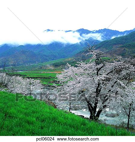 brook, little stream, farm village, agricultural district, farm scenery, cherry blossom, cherry blossom tree View Large Photo Image Picture - brook, little stream, farm village, agricultural district, farm scenery, cherry blossom, cherry blossom tree. Fotosearch