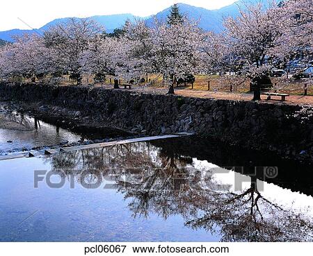 brook, little stream, stream water, stream, day, reflection, cherry blossom View Large Photo Image Stock Photo - brook, little stream, stream water, stream, day, reflection, cherry blossom. Fotosearch