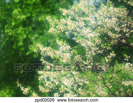 cherry blossom tree, flower plant, cherry blossom, day, flowering tree, spring, 0444 View Large Photo Image Stock Photograph - cherry blossom tree, flower plant, cherry blossom, day, flowering tree, spring, 0444. Fotosearch