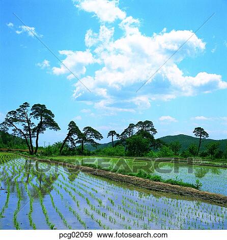 cloud, day, rice field, rice farming, ridge between rice fields, levee, farm village View Large Photo Image Stock Photo - cloud, day, rice field, rice farming, ridge between rice fields, levee, farm village. Fotosearch