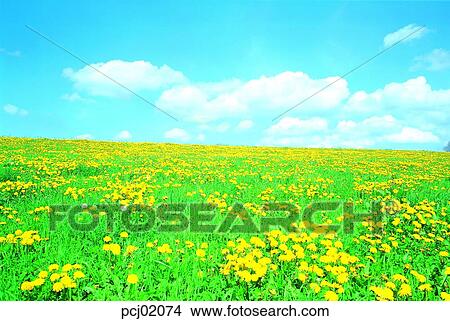 cloud, flower field, day, yellow flower, field flower, wild flower, dandelion View Large Photo Image Picture - cloud, flower field, day, yellow flower, field flower, wild flower, dandelion. Fotosearch