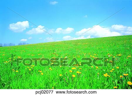 cloud, flower field, day, yellow flower, field flower, wild flower, grassland View Large Photo Image Stock Photo - cloud, flower field, day, yellow flower, field flower, wild flower, grassland. Fotosearch